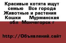 Красивые котята ищут семью - Все города Животные и растения » Кошки   . Мурманская обл.,Мончегорск г.